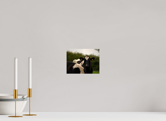 Morning Moo Metallic Photo Print under Acrylic Glass