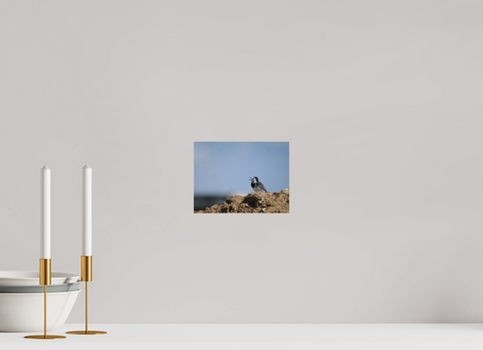 Gravel-Top Singer — Pied Wagtail (Motacilla alba)