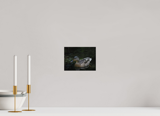 Silent Glide, Mallard in the Morning by Pauric Brennan