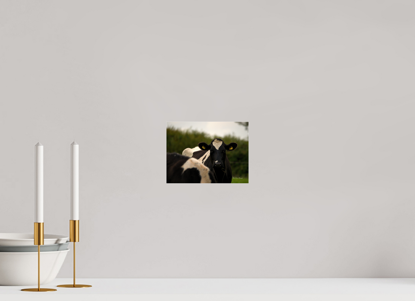 Morning Moo Metallic Photo Print under Acrylic Glass