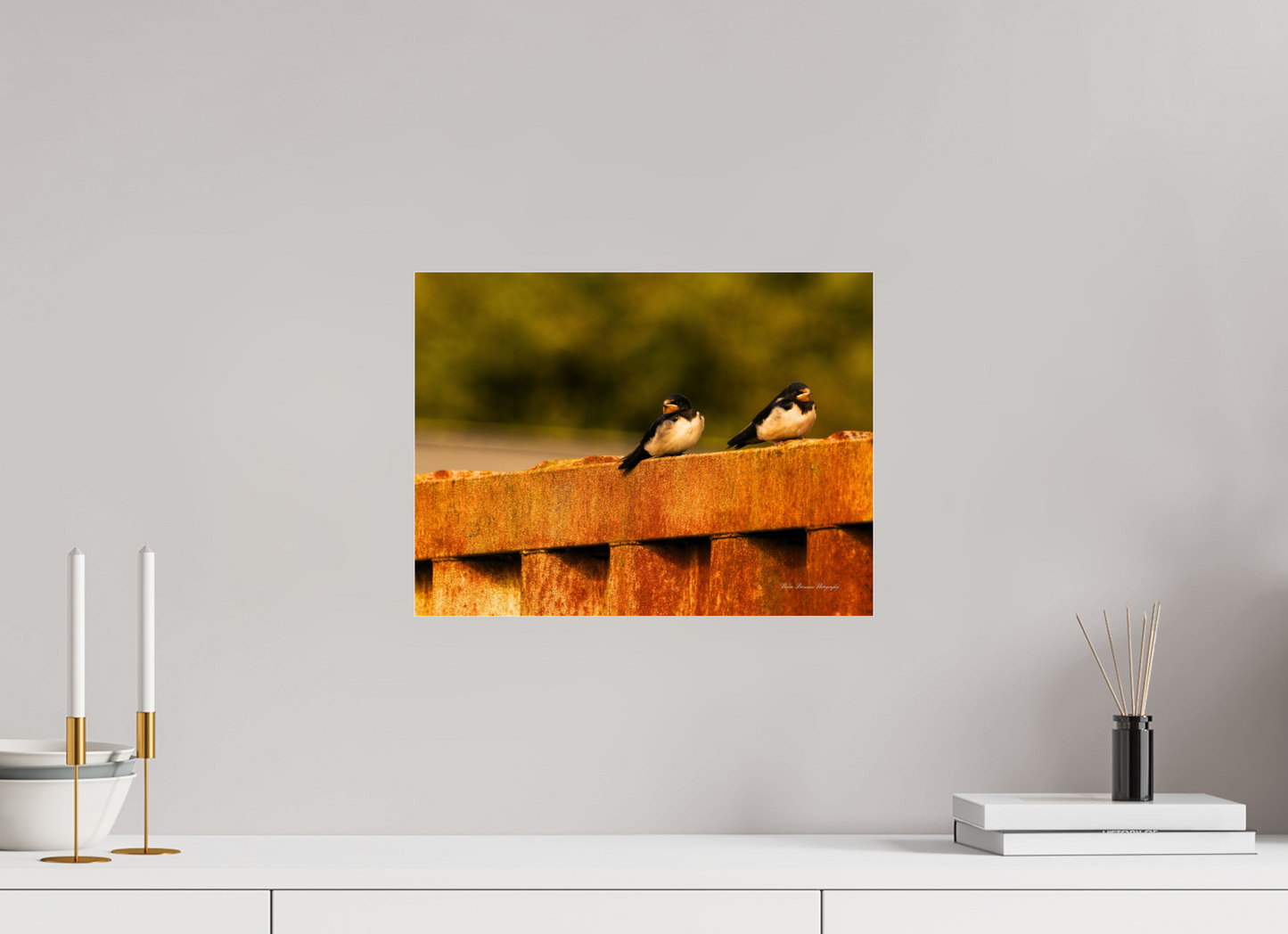 Swallows at Rest – Golden Hour Perch Metallic Photo Print under Acrylic Glass