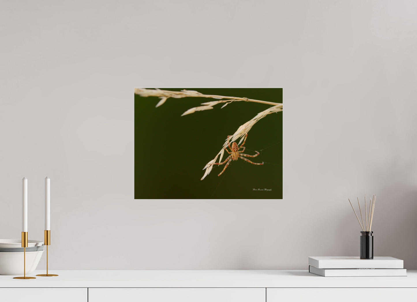 Garden Spider on Wild Barley Metallic Photo Print under Acrylic Glass
