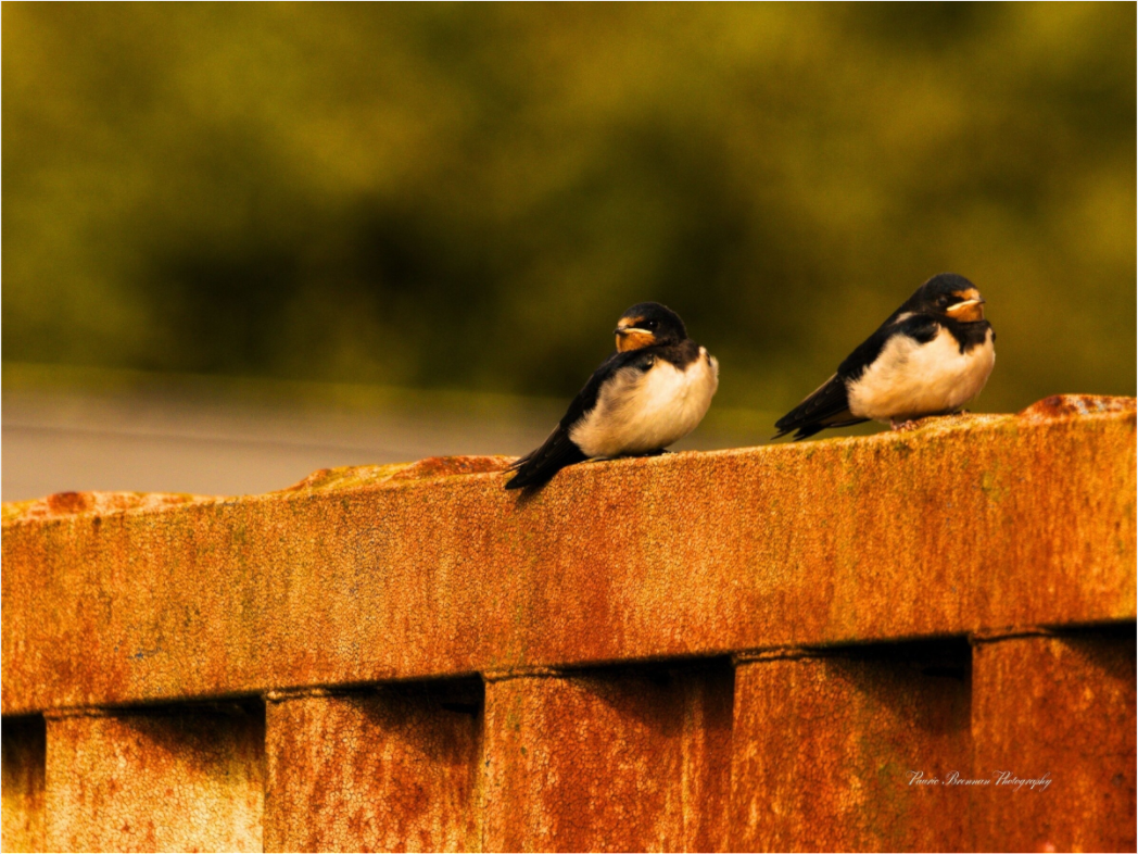 Swallows at Rest – Golden Hour Perch Metallic Photo Print under Acrylic Glass