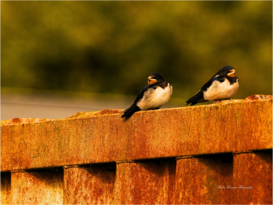 Swallows at Rest – Golden Hour Perch Metallic Photo Print under Acrylic Glass