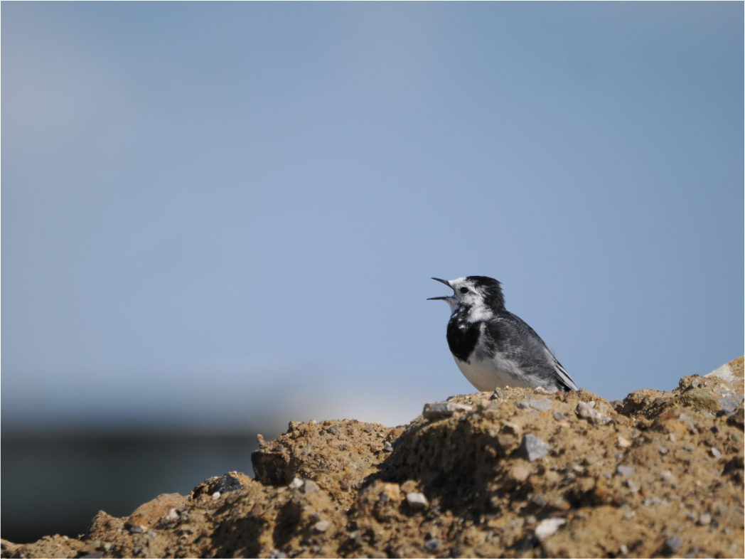 Gravel-Top Singer — Pied Wagtail (Motacilla alba)