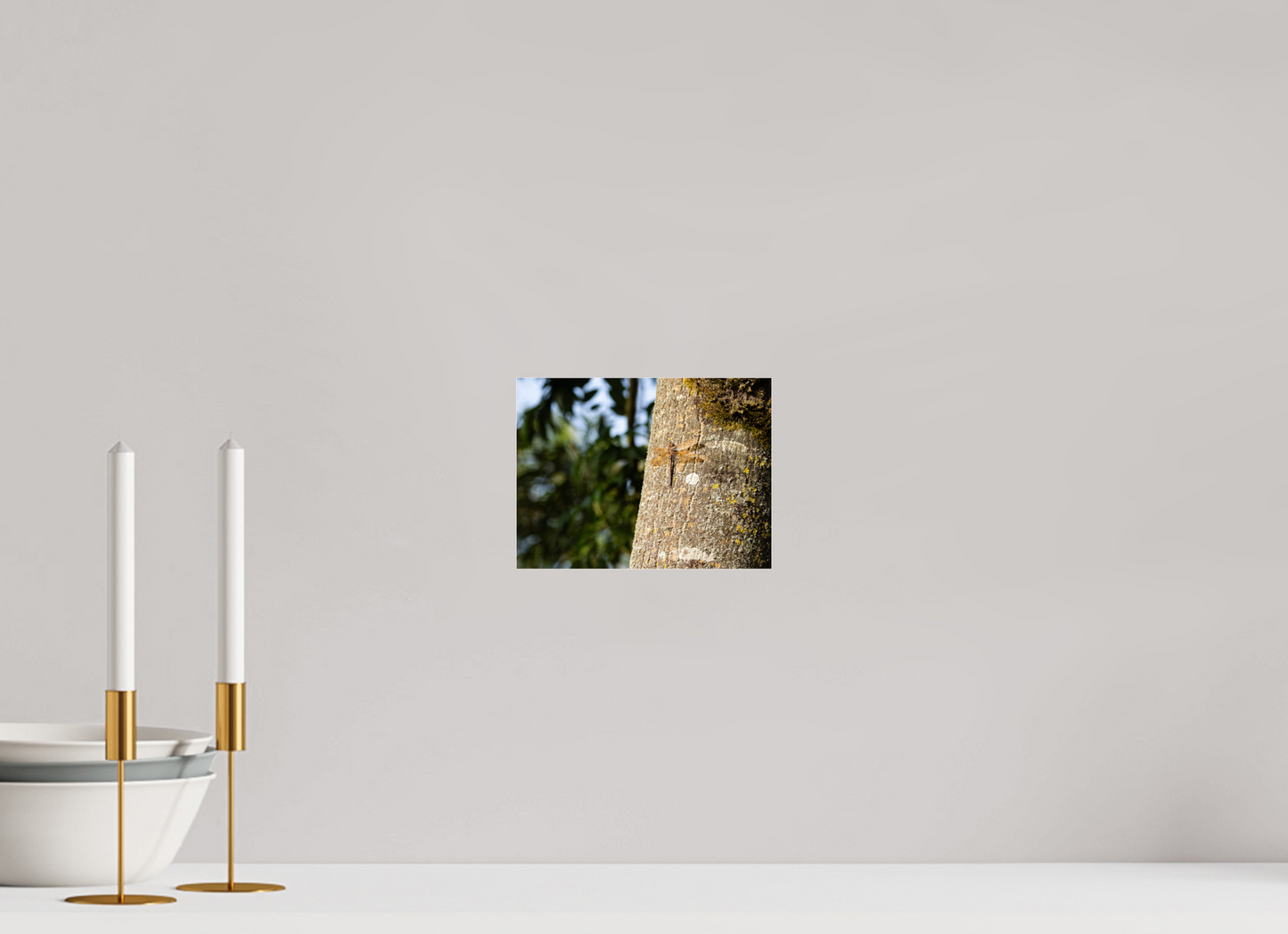 Dragonfly in early Morning Sunlight on tree Trunk