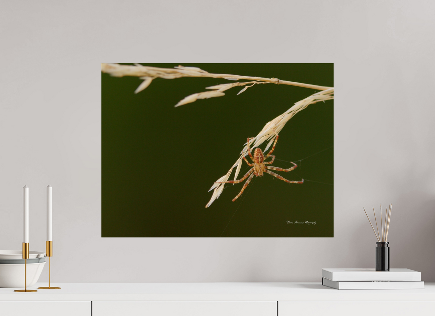 Garden Spider on Wild Barley Metallic Photo Print under Acrylic Glass