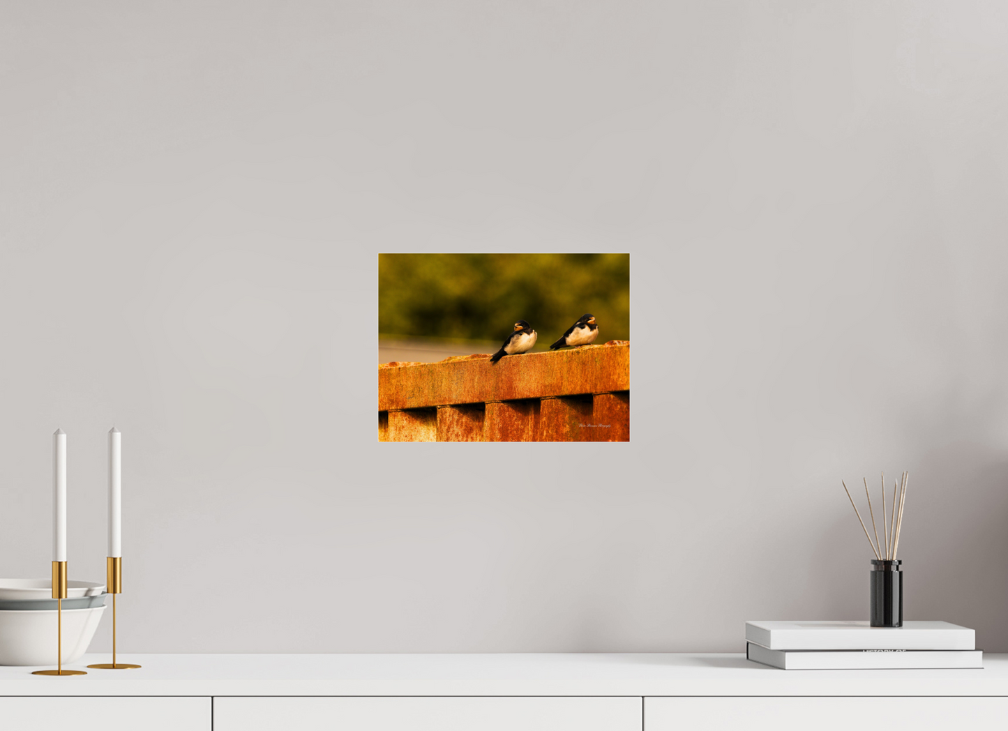 Swallows at Rest – Golden Hour Perch Metallic Photo Print under Acrylic Glass