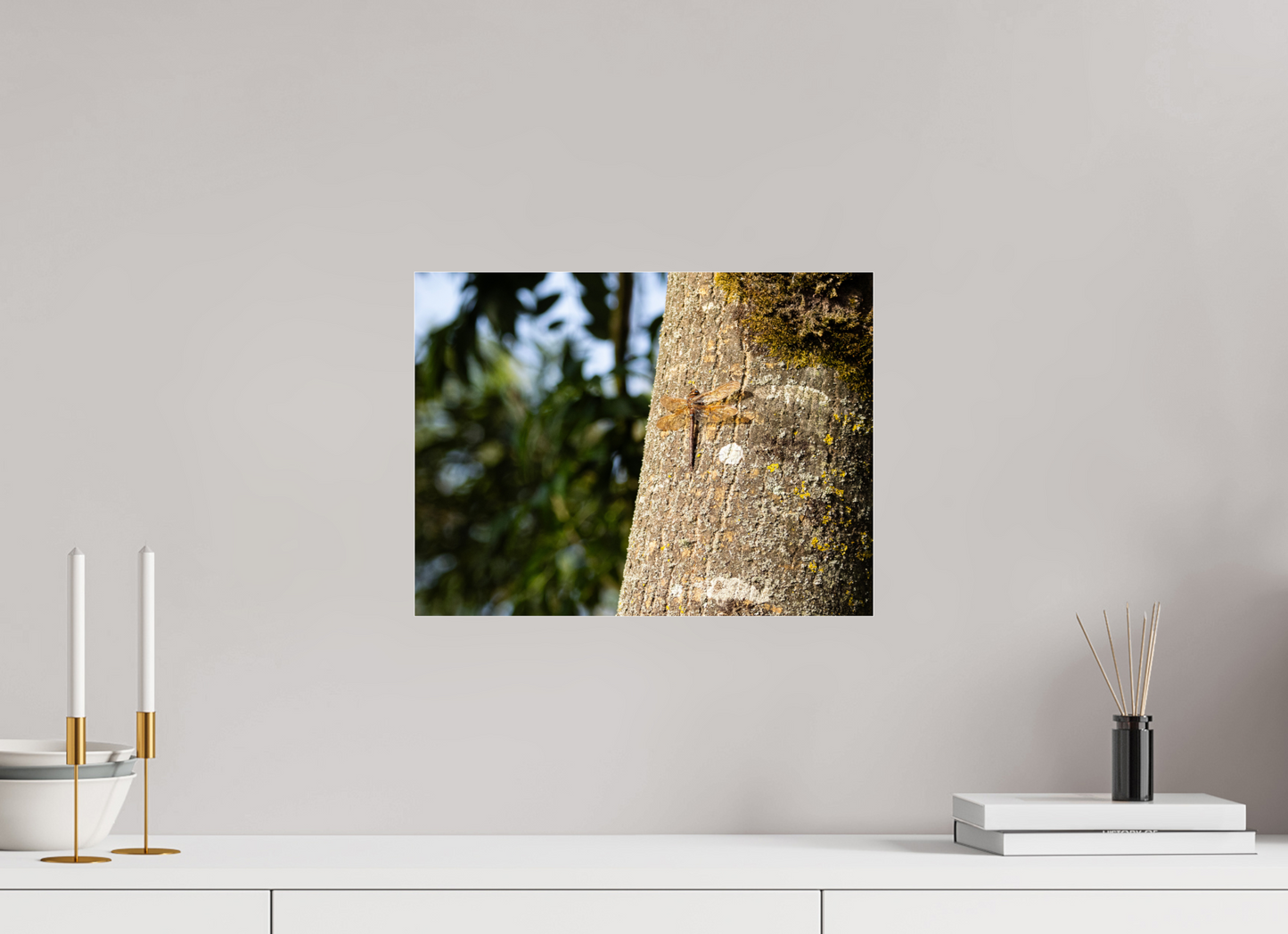 Dragonfly in early Morning Sunlight on tree Trunk