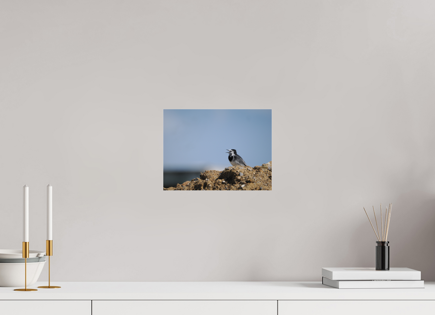 Gravel-Top Singer — Pied Wagtail (Motacilla alba)