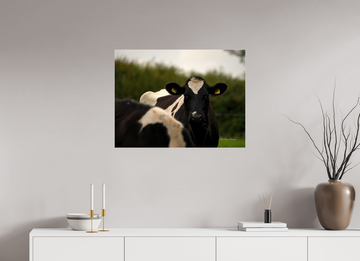 Morning Moo Metallic Photo Print under Acrylic Glass