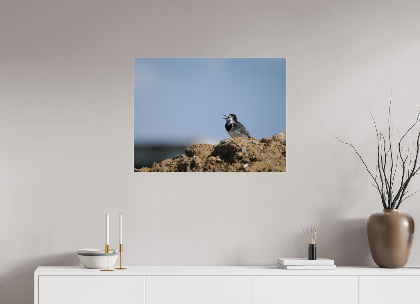 Gravel-Top Singer — Pied Wagtail (Motacilla alba)