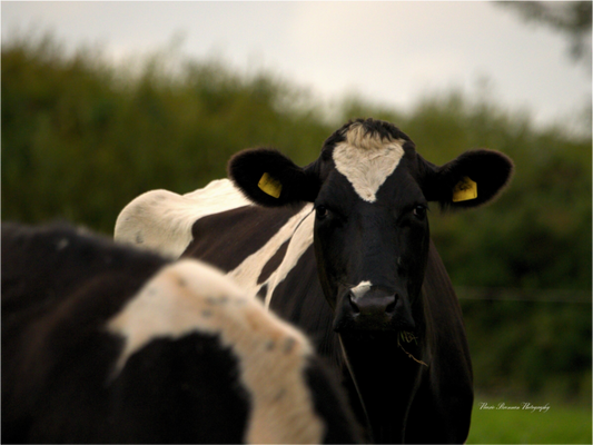 Morning Moo Metallic Photo Print under Acrylic Glass