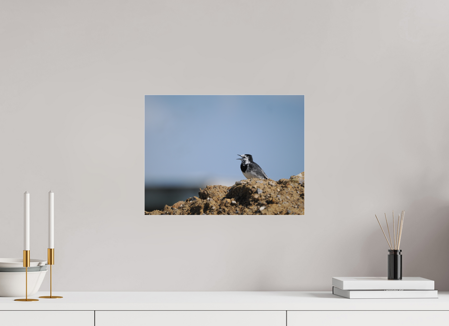 Gravel-Top Singer — Pied Wagtail (Motacilla alba)