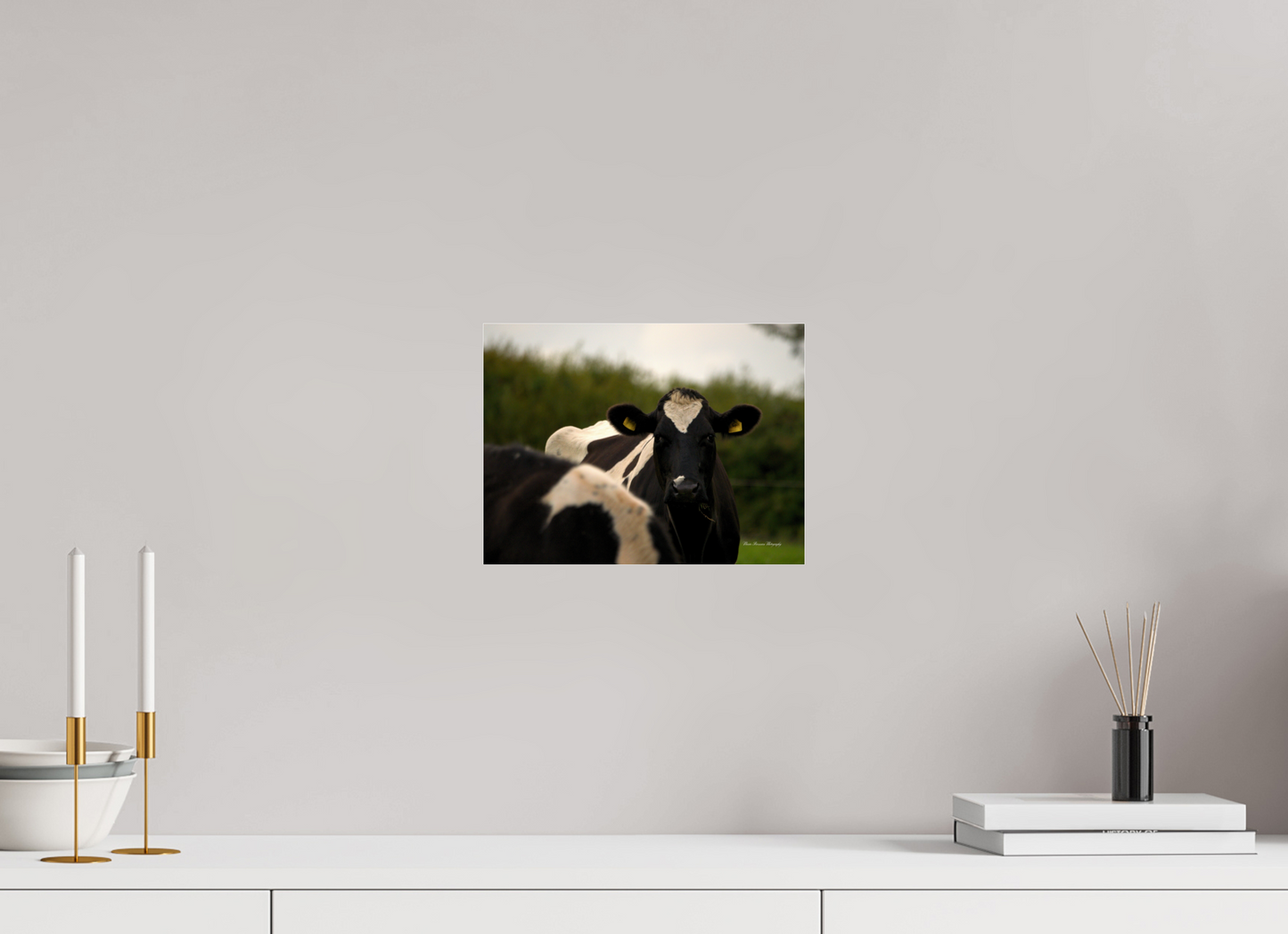 Morning Moo Metallic Photo Print under Acrylic Glass