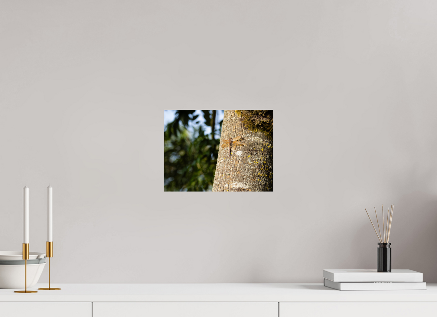 Dragonfly in early Morning Sunlight on tree Trunk