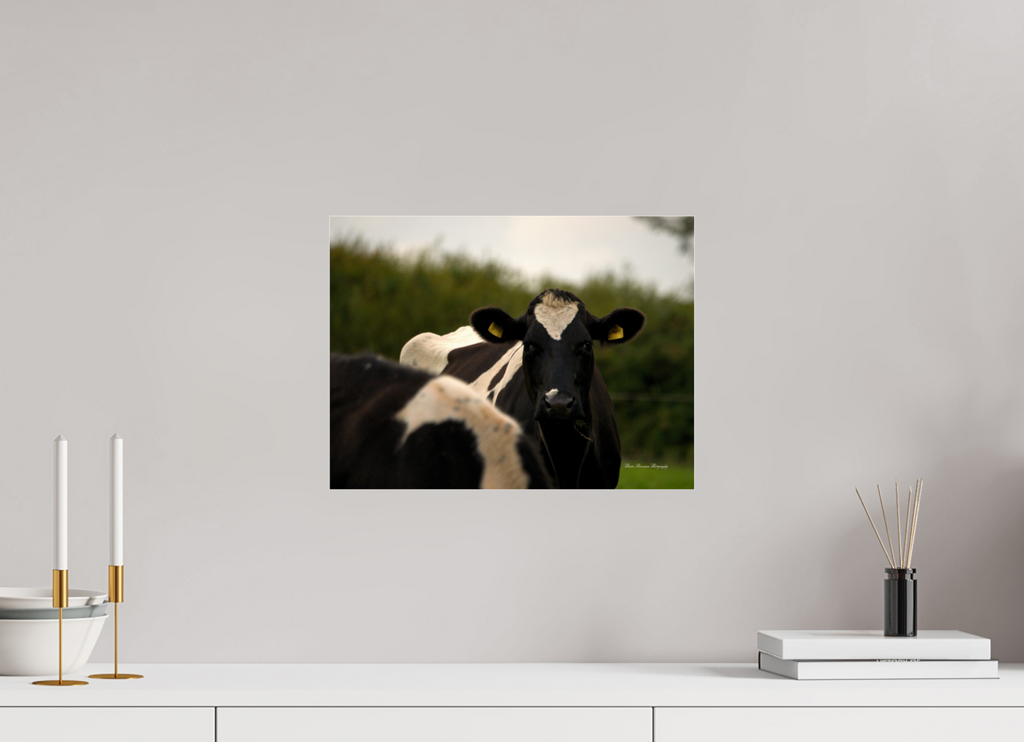 Morning Moo Metallic Photo Print under Acrylic Glass