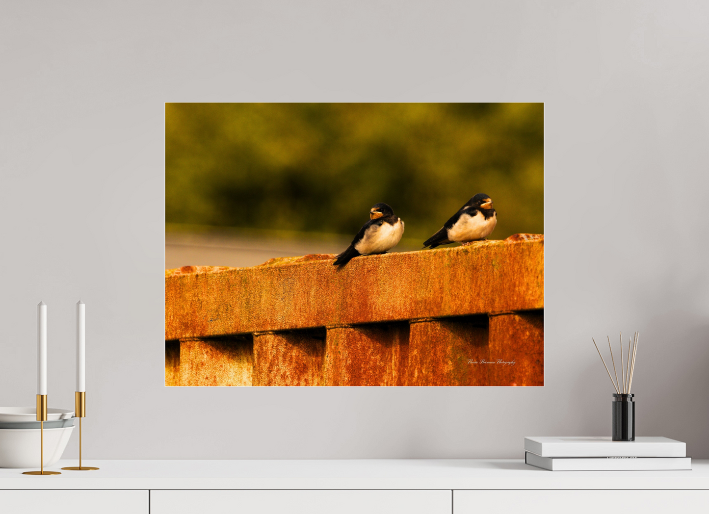 Swallows at Rest – Golden Hour Perch Metallic Photo Print under Acrylic Glass