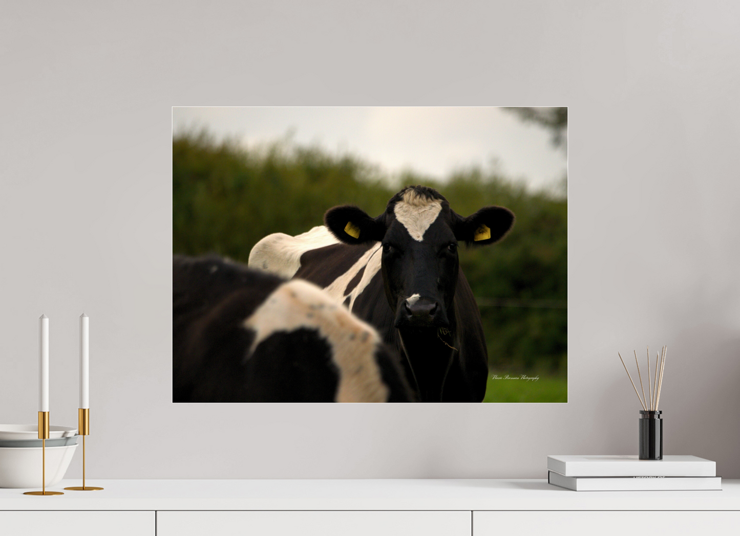 Morning Moo Metallic Photo Print under Acrylic Glass