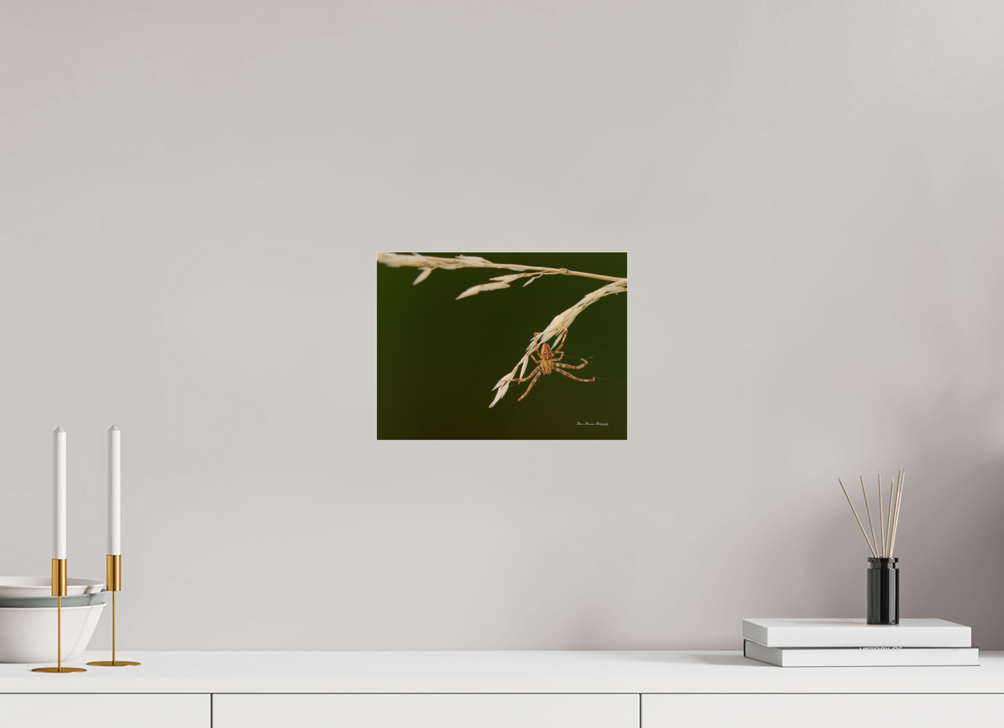 Garden Spider on Wild Barley Metallic Photo Print under Acrylic Glass