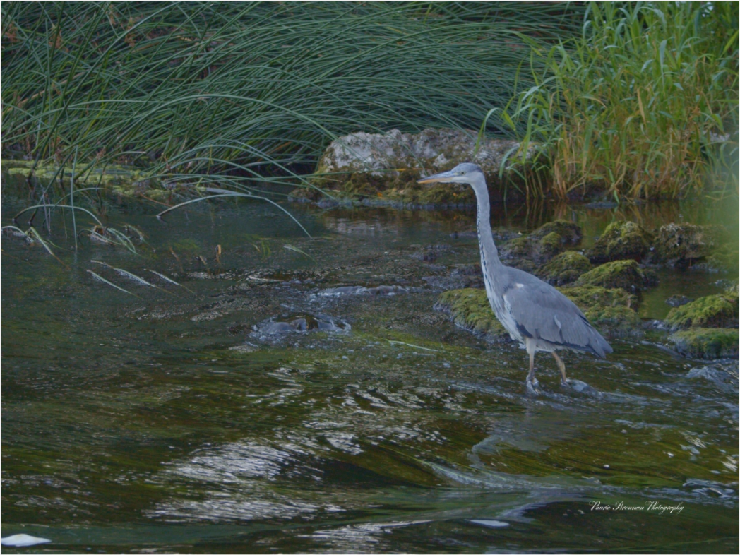 Grey Heron on River Metallic Photo Print under Acrylic Glass