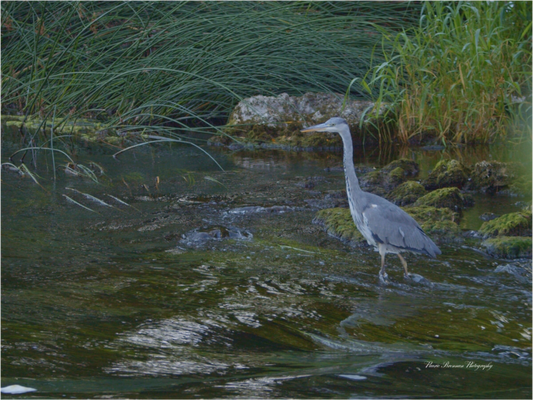 Grey Heron on River Metallic Photo Print under Acrylic Glass