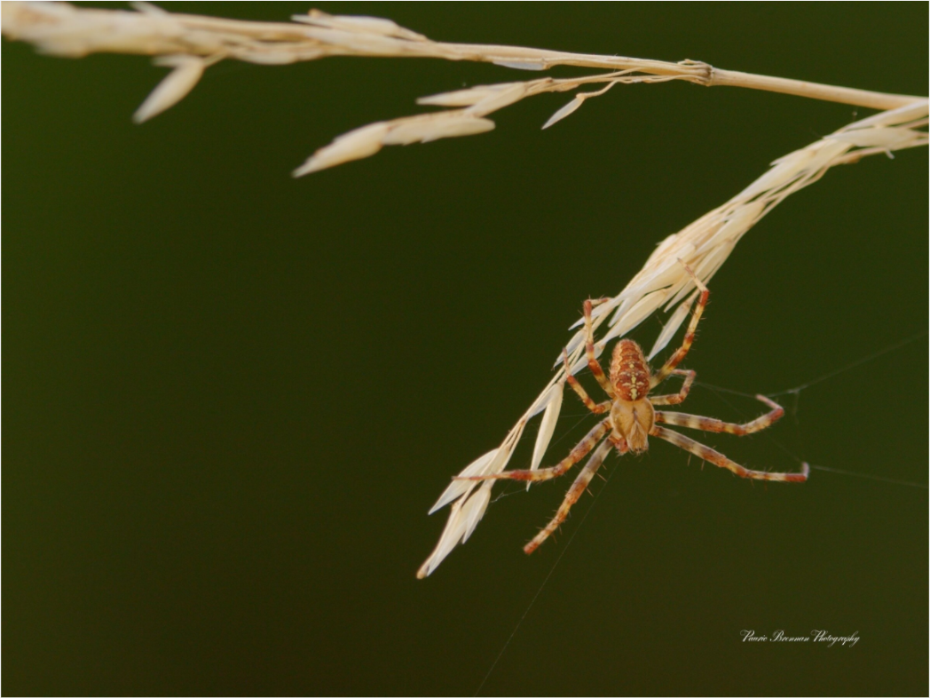 Garden Spider on Wild Barley Metallic Photo Print under Acrylic Glass
