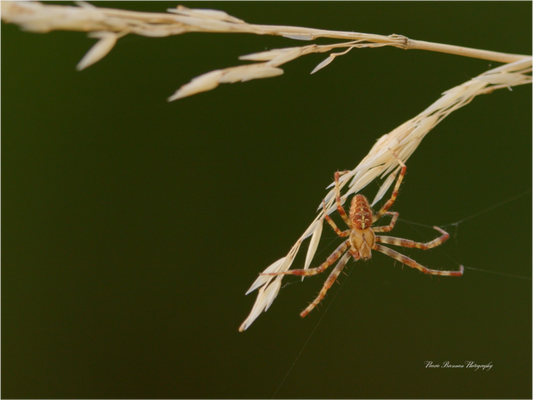 Garden Spider on Wild Barley Metallic Photo Print under Acrylic Glass