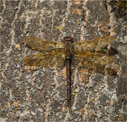 Dragonfly on Tree Trunk