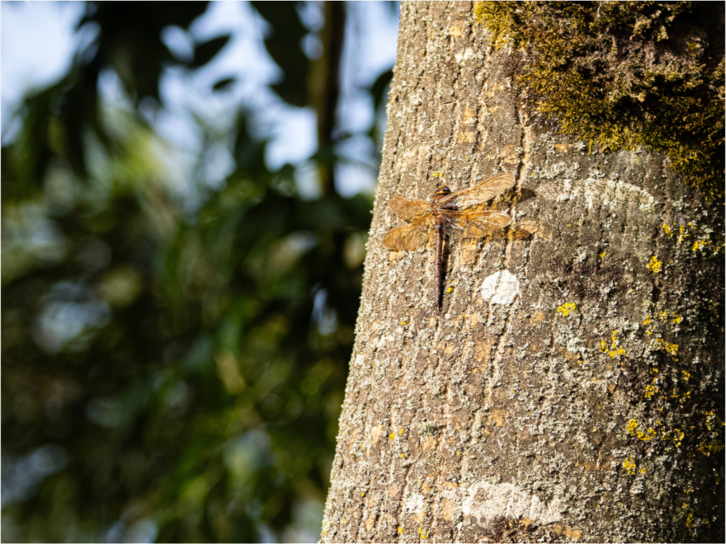 Dragonfly in early Morning Sunlight on tree Trunk