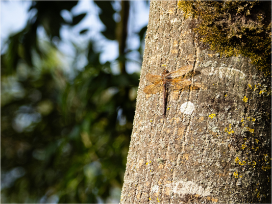 Dragonfly in early Morning Sunlight on tree Trunk