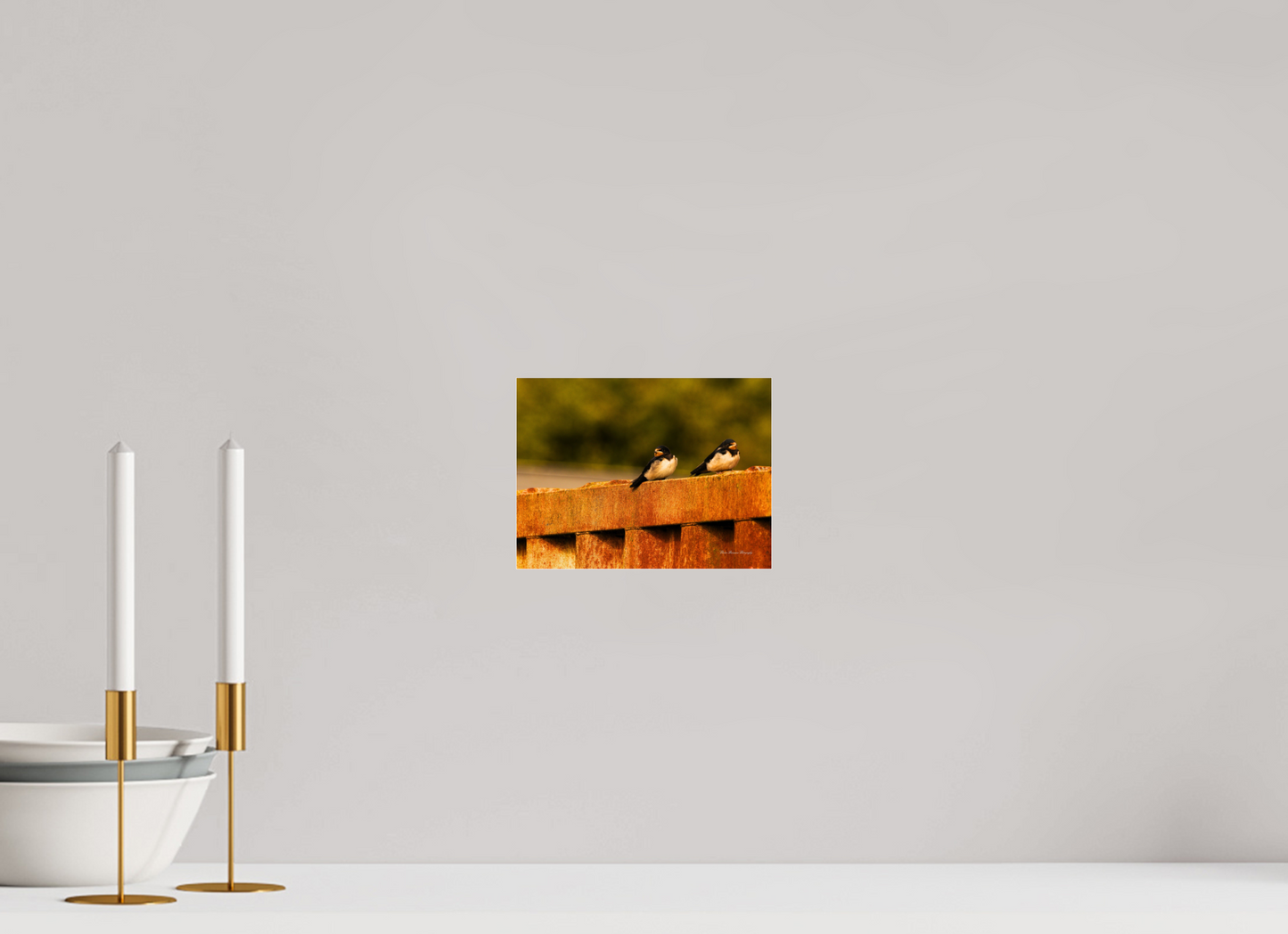 Swallows at Rest – Golden Hour Perch Metallic Photo Print under Acrylic Glass
