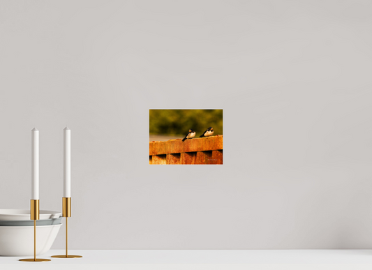 Swallows at Rest – Golden Hour Perch Metallic Photo Print under Acrylic Glass
