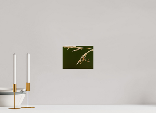 Garden Spider on Wild Barley Metallic Photo Print under Acrylic Glass