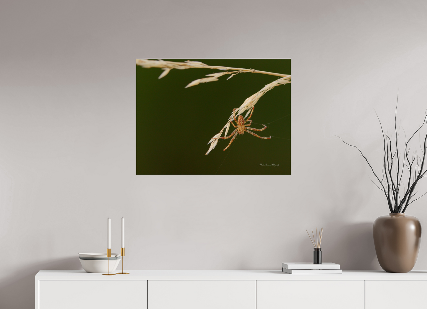 Garden Spider on Wild Barley Metallic Photo Print under Acrylic Glass